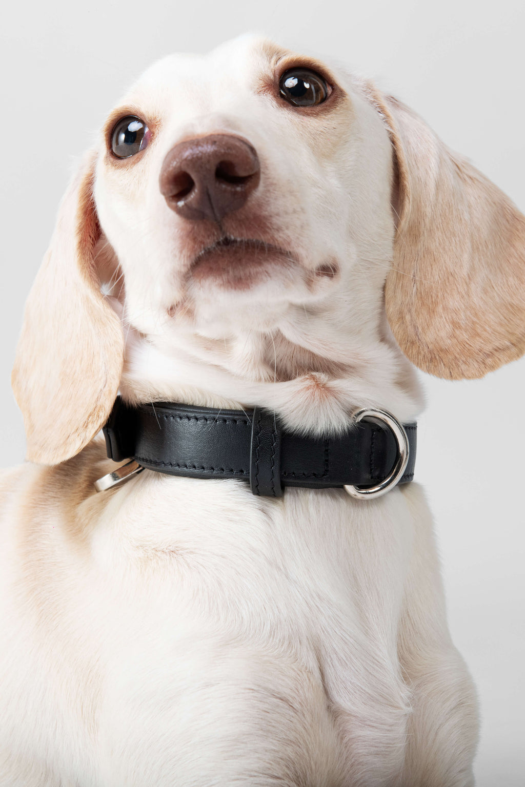 3 in 1 Leather Dog Lead and Collar