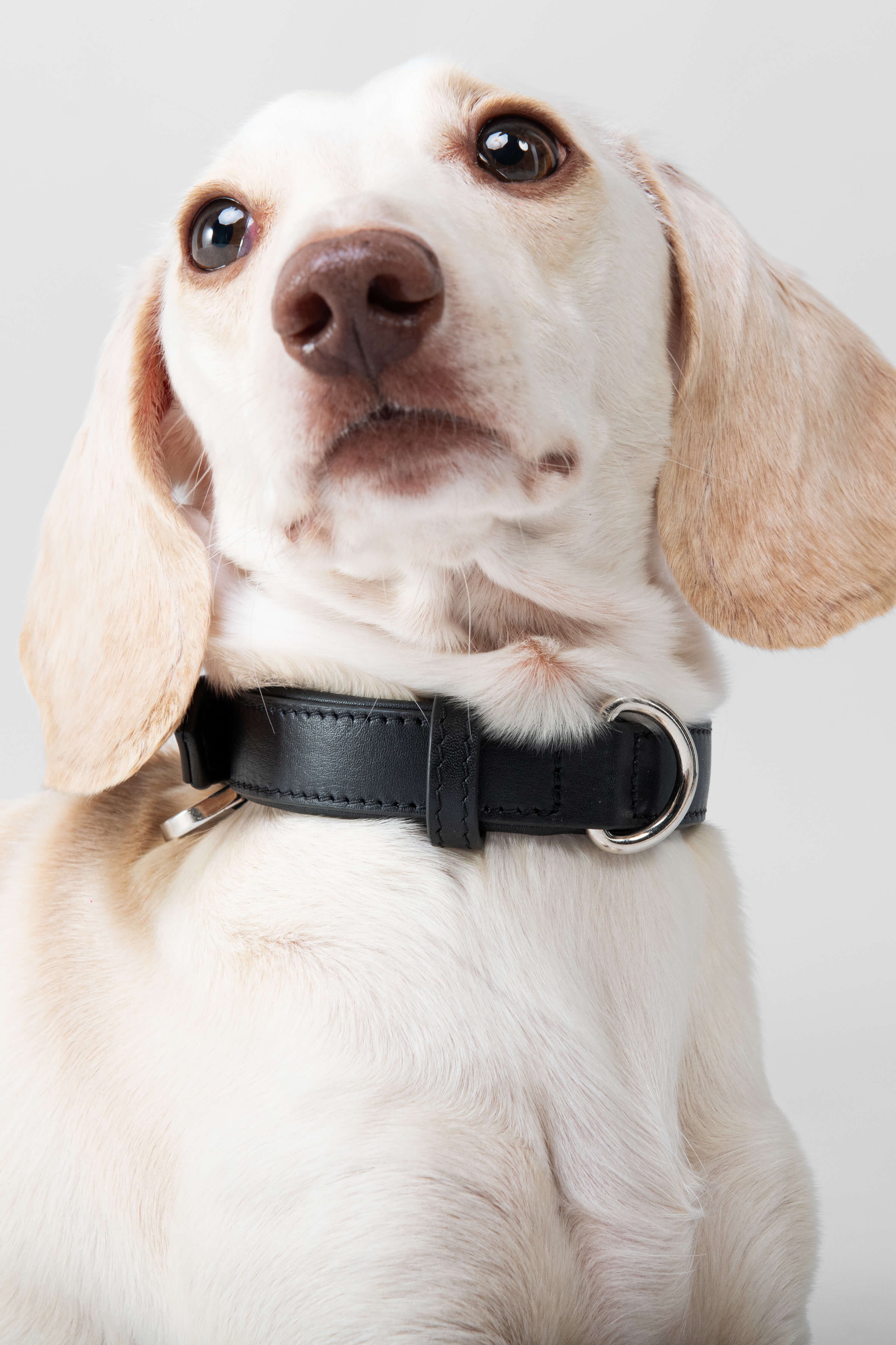 3 in 1 Leather Dog Lead and Collar