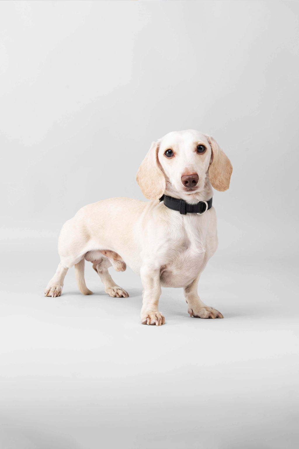 3 in 1 Leather Dog Lead and Collar