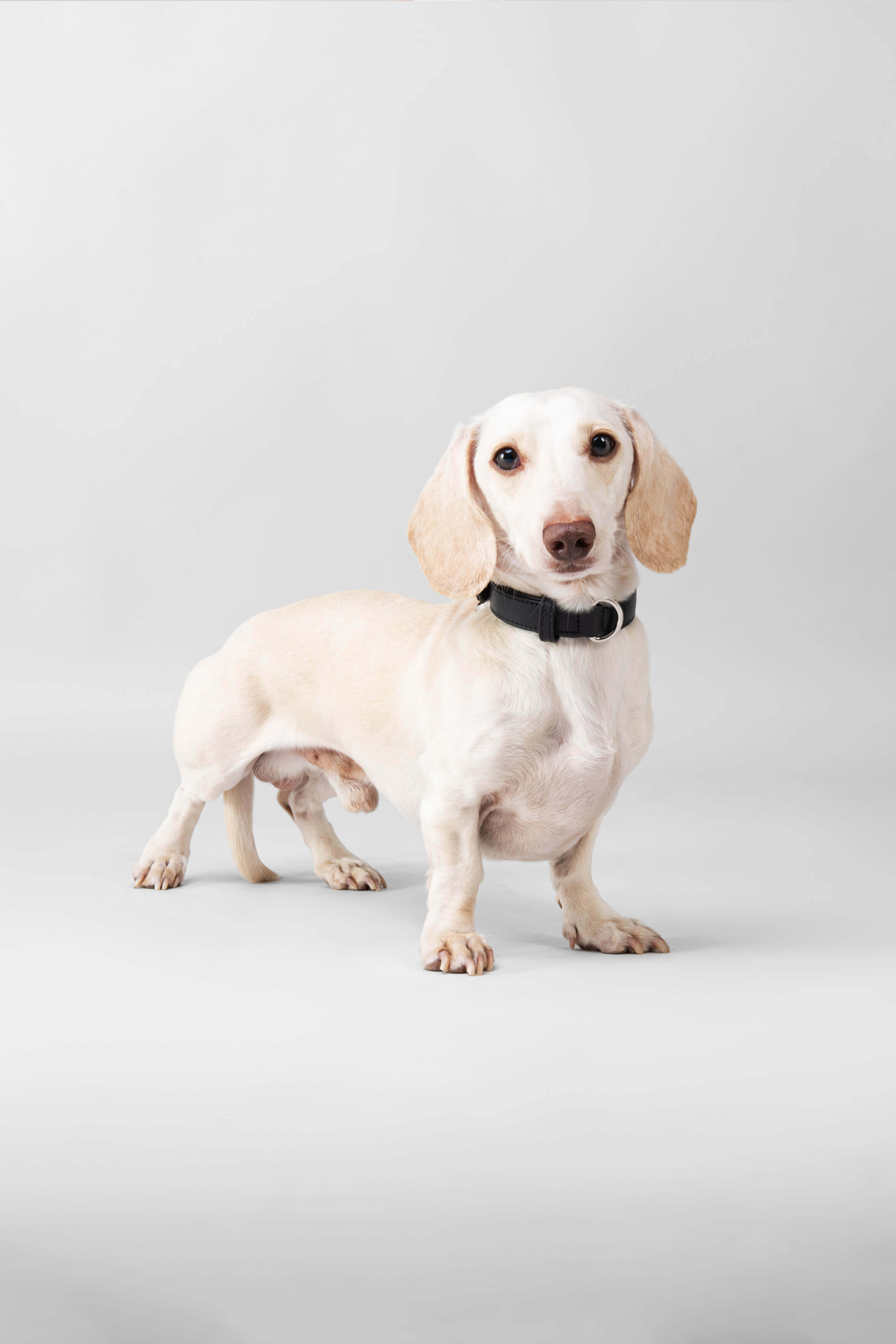 3 in 1 Leather Dog Lead and Collar