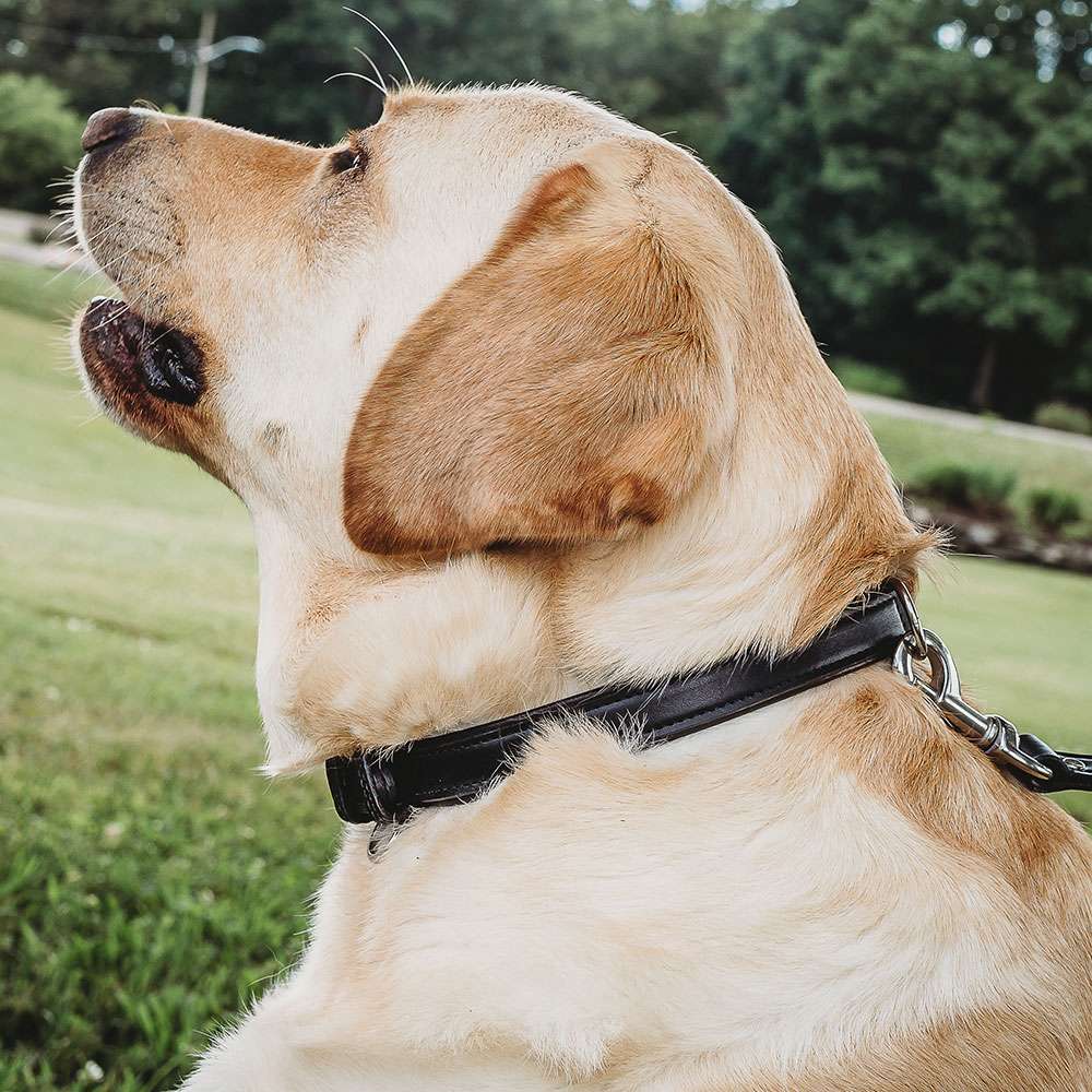 Bentley Raised Collar