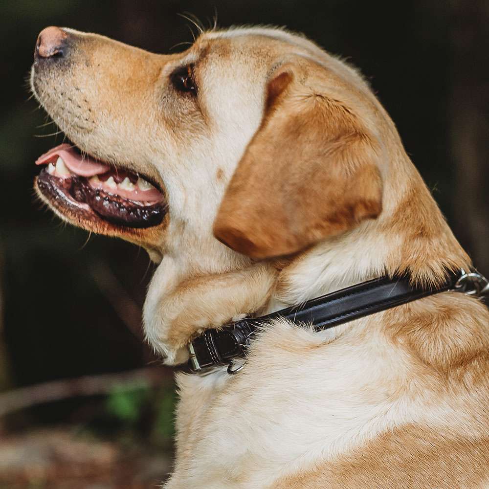 Bentley Raised Collar