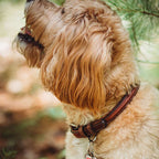 Bentley Raised Collar