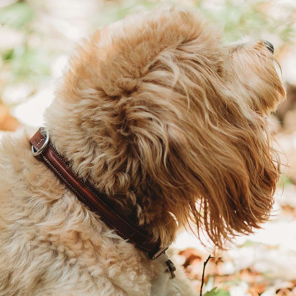 Bentley Raised Collar