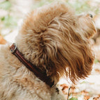 Bentley Raised Collar