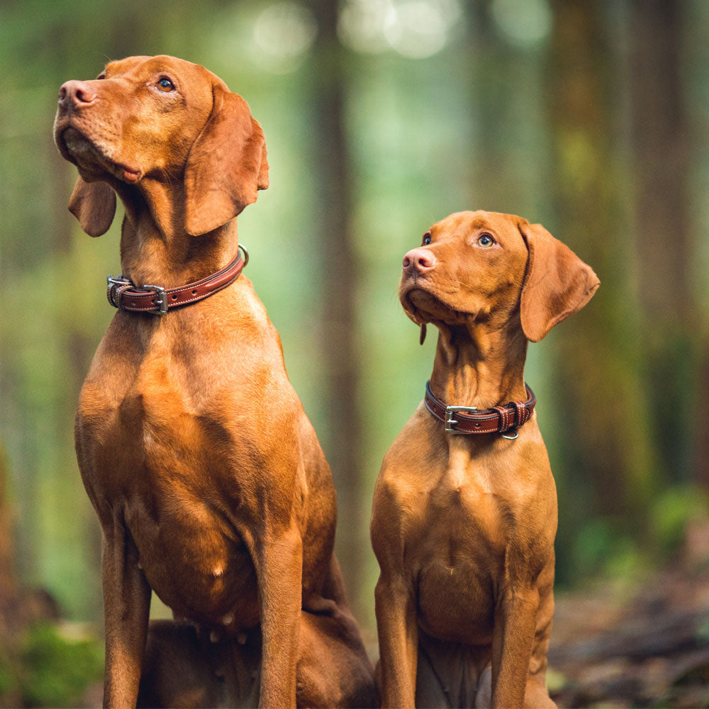 Bentley Raised Collar