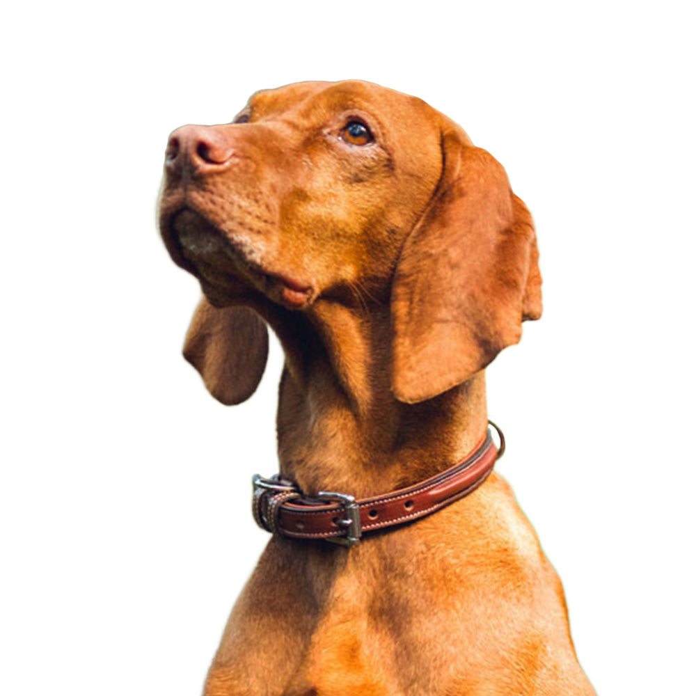 Bentley Raised Collar